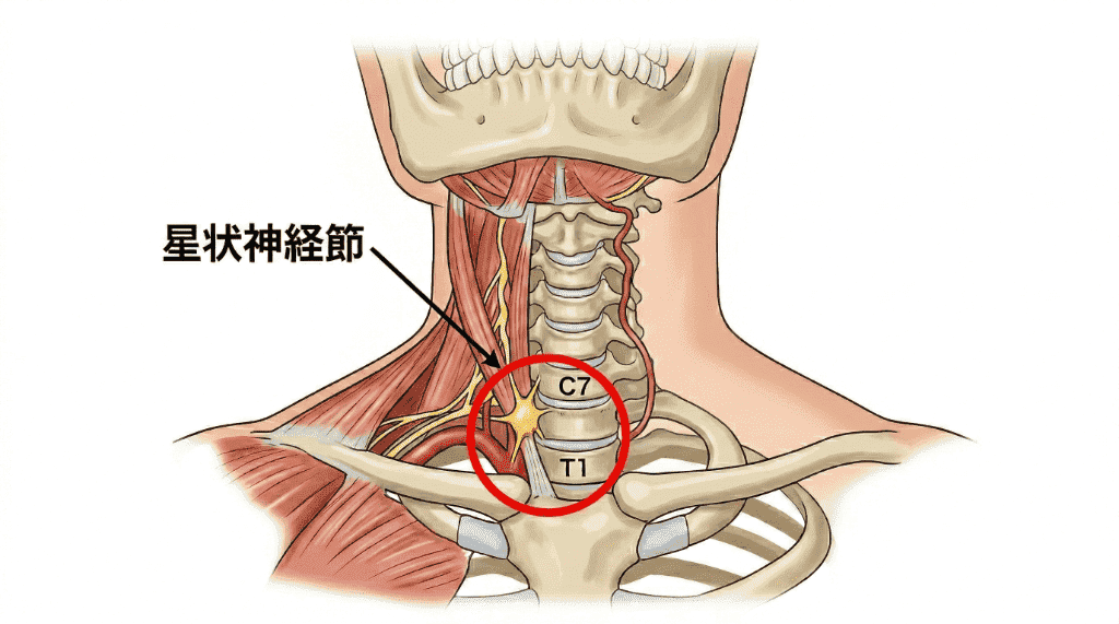 星状神経節の位置